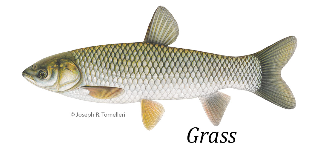 © Joseph R. Tomelleri illustration of a grass carp.