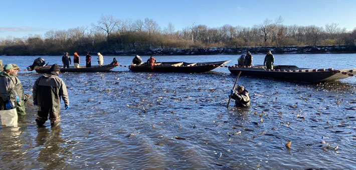A group of men in waders stands in water watch a swarm of fish. Three flat-bottom boats with nets attached to the sides float in the background.